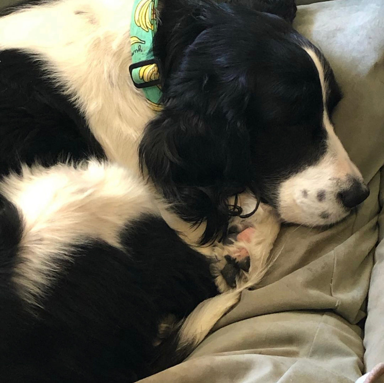George Gone Wild- Dog Collar