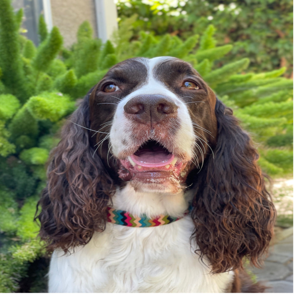 Fall Y'all-Dog Collar