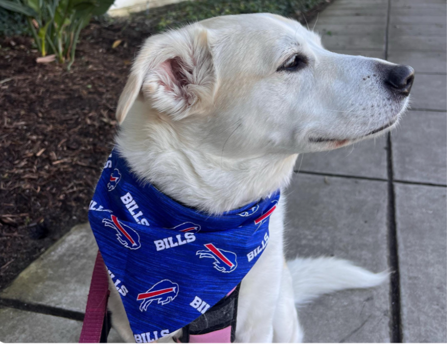 Double-Sided Dog Bandanna - Buffalo Bills & Cheer!