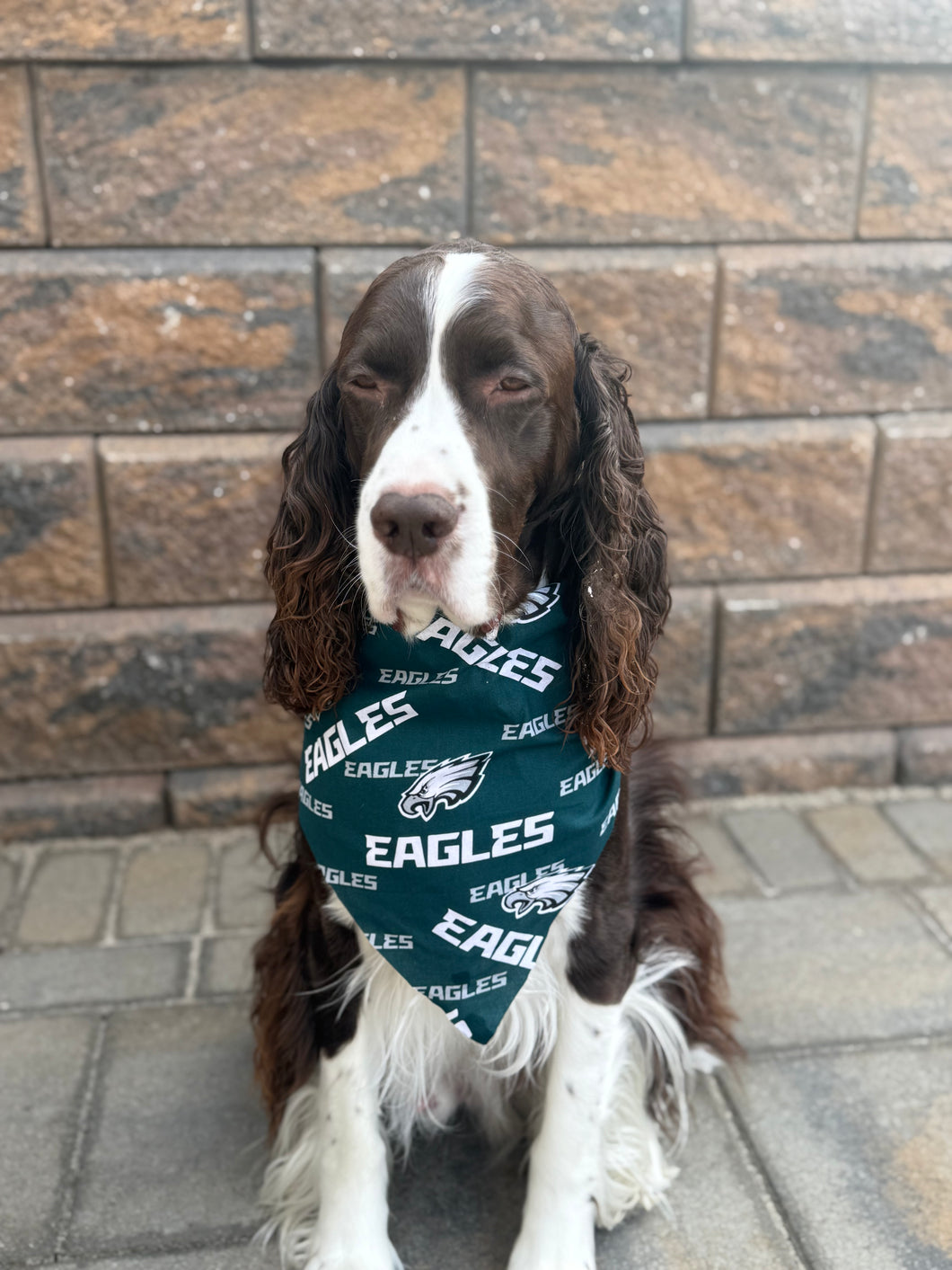 Double-Sided Dog Bandanna - Philadelphia Philadelphia Eagles & Cheer!