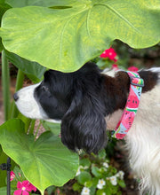 Load image into Gallery viewer, Watermelon Sugar- Dog Collar
