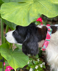 Watermelon Sugar- Dog Collar