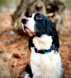 Disney Mickey Mouse Silhouette -Dog Collar