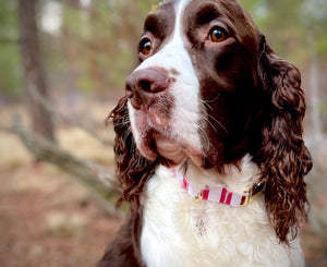 Be Mine -Dog Collar