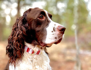 Be Mine -Dog Collar