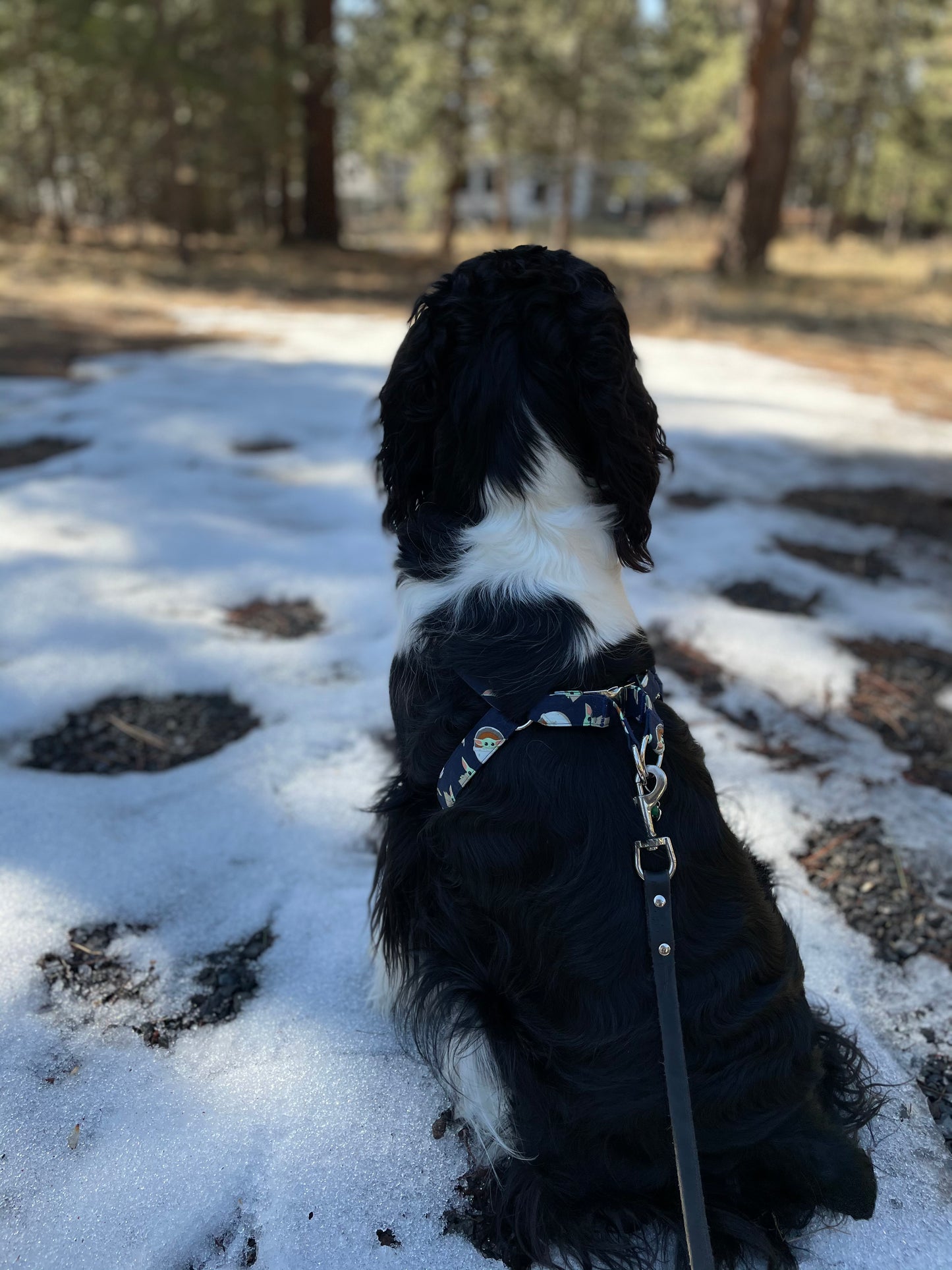 Dog Harnesses