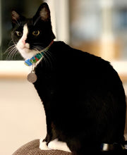 Load image into Gallery viewer, Groovy - Cat Collar
