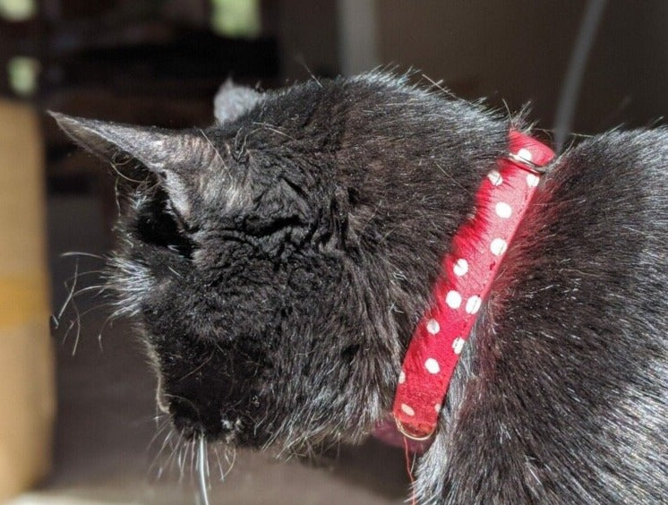Minnie Polka - Cat Collar