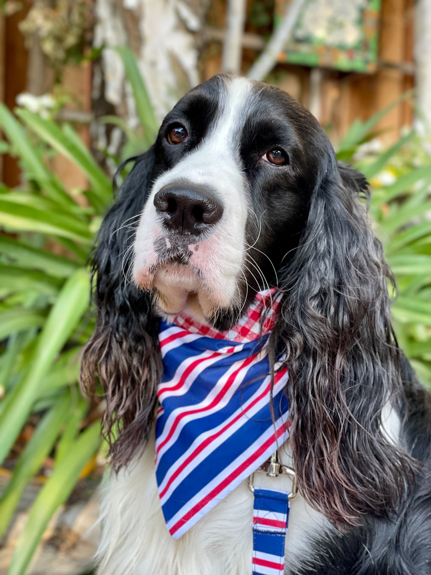 Double-Sided Dog Bandana