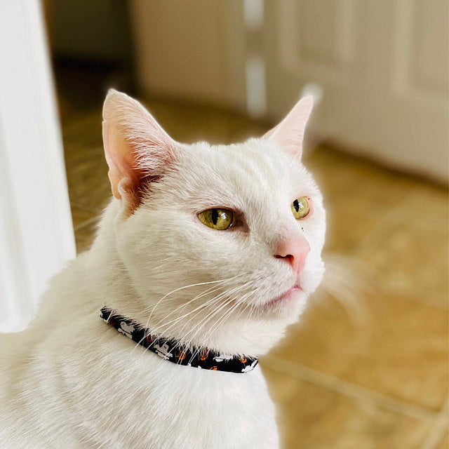 Casper - Cat Collar