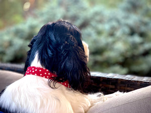 The Minnie Polka- Dog Collar