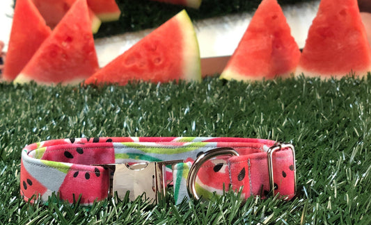 Watermelon Sugar- Dog Collar