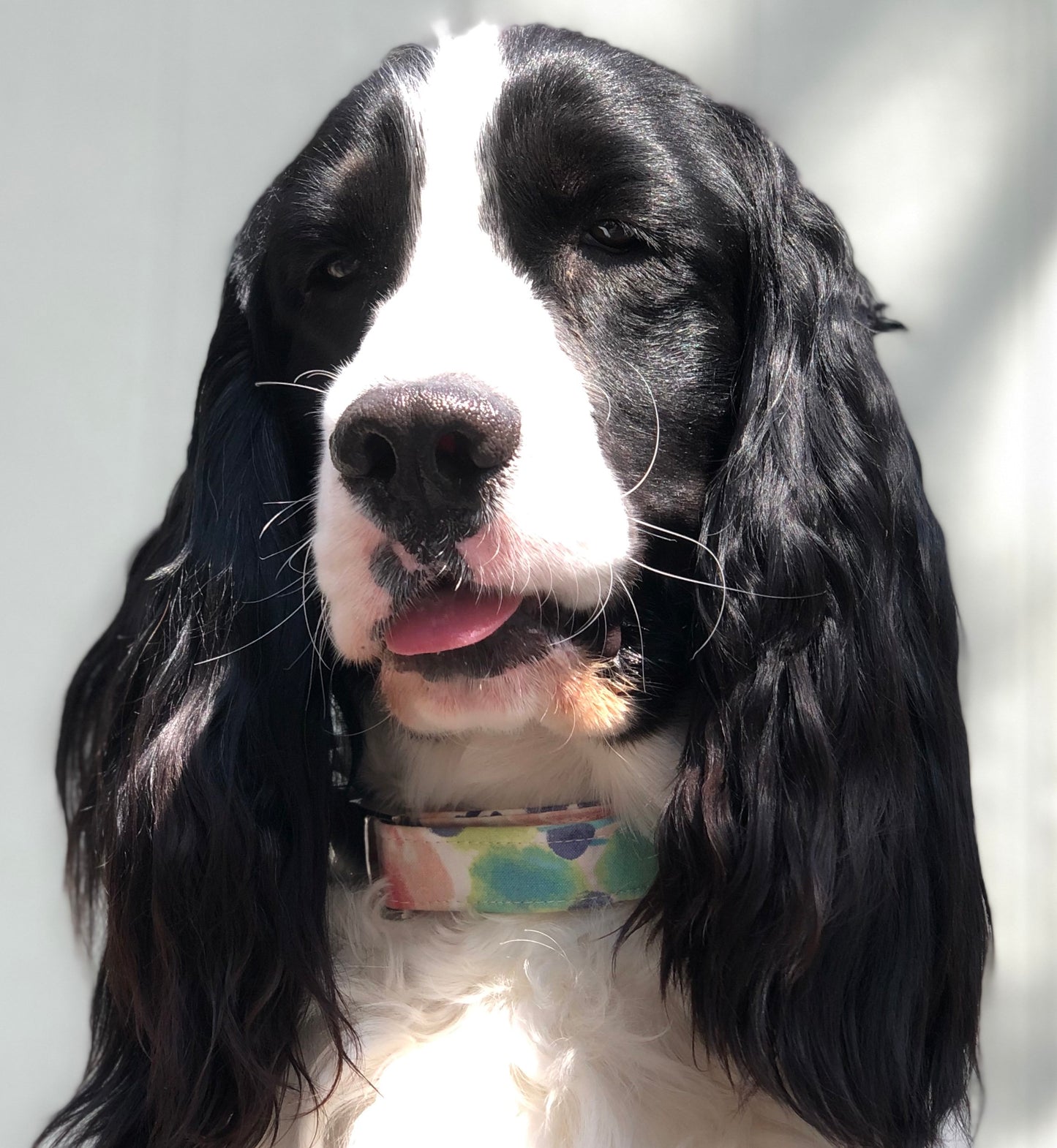 Penelope- Dog Collar