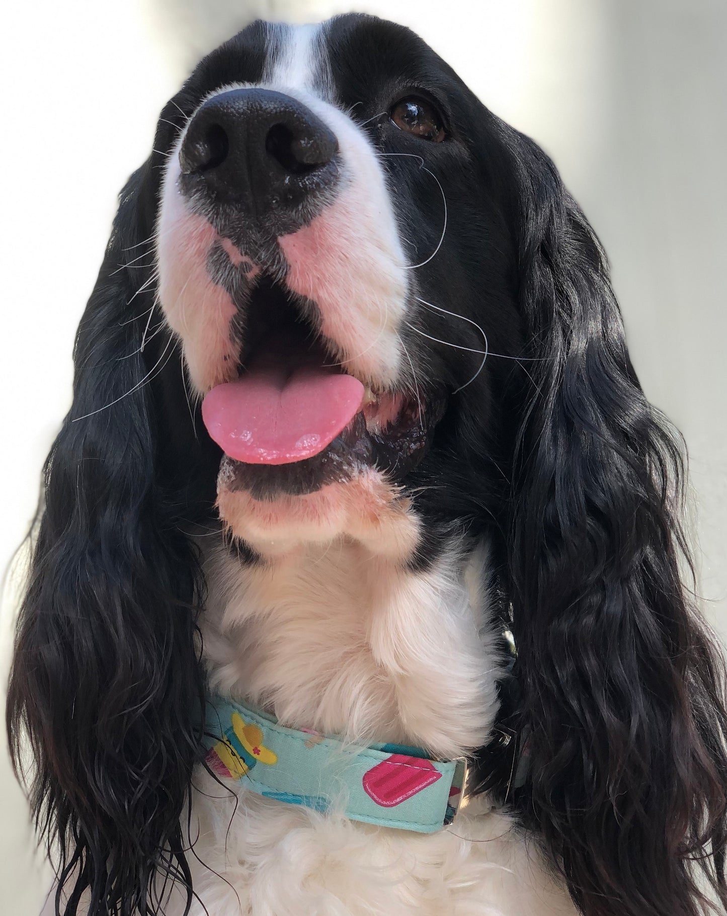 Summer Treat- Dog Collar