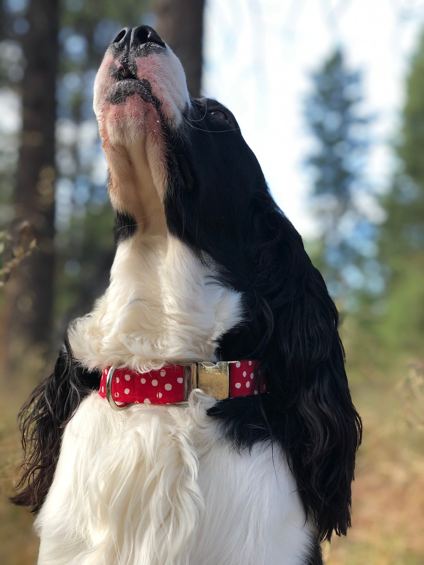 The Minnie Polka- Dog Collar