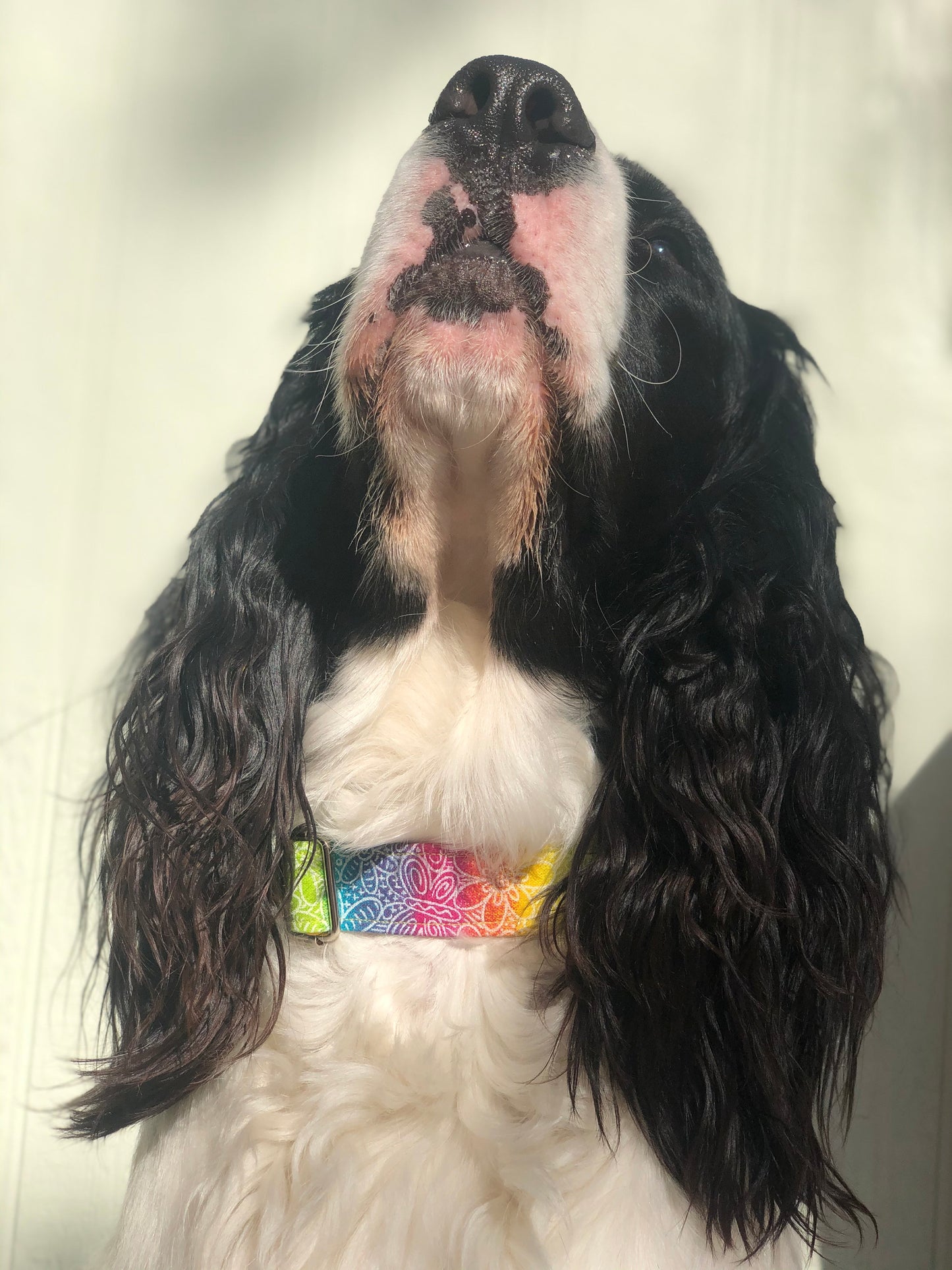 Happy - Dog Collar