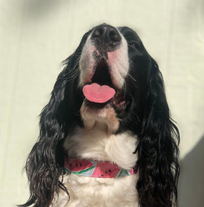 Watermelon Sugar- Dog Collar