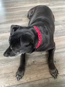 The Minnie Polka- Dog Collar